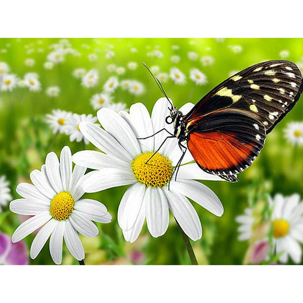 5D DIY Full Display Diamond Painting Butterfly Cross Stit…